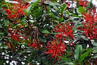 Ciruelillo...  ...oder 'Notro andino' wird der auffällig rot blühende 'Patagonische Feuerbusch'  (Embothrium coccineum)  genannt. Man begegnet ihm von Peru bis herunter nach Feuerland, von hochandinen Standorten bis in küstennahe Regenwaldbereiche in sehr unterschiedlichen Habitaten. Protaceae lieben offene, lichtreiche Lagen und sind als Pionierpflanzen häufig auf nährstoffarmen Böden anzufinden. Durch Ausscheidungen an dem tiefreichenden Geflecht feiner Wurzeln schließen sie die Nährstoffe in diesen kargen Böden auf, was auch der Grund ist, warum sie in phospatreichen Habitaten nicht gedeihen.  Ihre Blüteperiode beginnt im späten Frühjahr, scheint sich aber über längere Zeit hinzuziehen, da sich offensichtlich an einer Pflanze sowohl Blüten als auch fertig ausgebildete Schotenfrüchte gleichzeitig bilden können. Und obwohl die bis zu 5 m hohen Büsche in ihrer Heimat ein recht breites Temperatur- und Klimaspektrum auszuhalten in der Lage sind, ist ihr Export in europäische Breitengrade nicht einfach, da sich das Holz in mildem Frühlingsklima rasch 'enthärtet', so dass ein später Kälteeinbruch schnell tödlich für Embothrium sein kann.