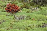 Mata Barrosa  Erschöpft vom Ankämpfen gegen den Sturm könnte man auf den Gedanken kommen, es sich ein wenig auf den weichen Moospolstern gemütlich zu machen. Davon sollte man jedoch Abstand nehmen, da dieses so puschelig aussehende Gewächs alles andere als das ist. Das patagonische Gebüsch, Mata barrosa  (Mulinum spinosum)  genannt, bildet ca. 30-50 cm hohe, schön weich erscheinende Halbkugeln aus. Die aber verflucht harte Dornen haben, wenn man sich ihnen zu aufdringlich nähert... ;-)