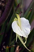 Hübscher Spargel  Dank Wikipedia ist mir erstmals bewußt geworden, dass die Familie der Orchideen zur Ordnung der 'Spargelartigen' gehört ;-). Diese Dame, als Orchidee von eher untypischer Schlichtheit, wächst im gesamten tropischen und subtropischen Amerika entweder auf Felsen oder epiphytisch auf Bäumen. Dieses Exemplar fanden wir zwischen Brandungsfelsen am Pazifikstrand, wo es wegen der eleganten weißen Blüte besonders auffiel. Ein Wiedersehen mit der Dame gab's  auf Curaçao!    Lady of the night, Dama de noche  (Brassavola nodosa)   2013