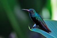 wald--und-wiesen-kolibri.jpg