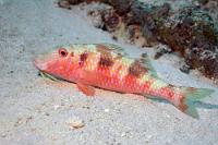 Bartelt gerade nicht  Wenn die Meerbarbe aktiv auf Futtersuche mit ihren Barteln im Sandboden wühlt, ist sie farblich auf silbergrau/weiß gepolt. Wenn sie sich hingegen ausruht, kommt diese schöne Rotfärbung zum Vorschein. Zusammen mit den leuchtblauen Applikationen eigentlich ein attraktives Äußeres!    Spotted Goatfish  (Pseudupeneus maculatus)   Gefleckte Meerbarbe (Ruhe-Farbform) : Spotted Goatfish, Pseudupeneus maculatus, Gefleckte Meerbarbe