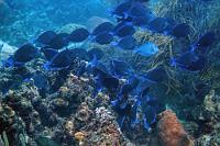 Blaue Stunde  In die sprichwörtliche 'Blaue Stunde' fühlt man sich versetzt, wenn plötzlich ein solcher Schwarm tiefblauer Doktoren um einen herumwuselt und sich emsig über die Algenfelder hermacht.   Blue Tang  (Acanthurus coeruleus)   Blauer Doktorfisch : Blue Tang, Acanthurus coeruleus, Blauer Doktorfisch