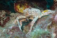 Die weiß schon...  ...warum sie sich meist in Höhlen verbirgt. Wenn ich so aussähe...   Reef Spider Crab  (Mithrax spinosissimus)   Stachelige Spinnenkrabbe : Reef Spider Crab, Mithrax spinosissimus, Stachelige Spinnenkrabbe