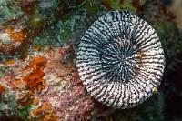 Diskus  Obwohl die "Großpolypige Steinkoralle" von Grün und Blau, über Rot bis hin zu Weiß die unterschiedlichsten Farbvariationen aufweisen kann, ähnelt ihre Grundform immer einem Diskus.   Artichoke Coral or Scoly Coral  (Scolymia cubensis)   Artischockenkoralle : Artichoke Coral, Scoly Coral, Scolymia cubensis, Artischockenkoralle