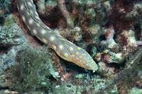 Eher selten...  ...im Bereich der Karibik sagen sowohl Wikipedia als auch der Fischführer. Nun, wir können uns nicht beklagen, ist uns der Aal doch ab und zu in seinem Seegrashabitat über den Weg geschwommen. Er ist nur so verdammt fix und aufgrund seiner Körperlänge von bis zu einem Meter schwierig auf die Speicherkarte zu bekommen. Der Spitzschwanz- oder Weißgefleckte Schlangenaal hat die typisch röhrenförmig ausgezogenen Nasenöffnungen der Schlangenaale, ist meistens bei Nacht auf Jagd und ernährt sich hauptsächlich von Krebstierchen.   Sharptail Eel  (Myrichthys breviceps)   Spitzschwanz-Schlangenaal : Sharptail Ee, Myrichthys breviceps, Spitzschwanz-Schlangenaal