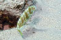 Ein unauffälliger...  ...Sandbodenbewohner, der sich bei Gefahr blitzschnell eingräbt (oder in der danebenliegenden Höhle verschwindet), ist dieser kleine Lippfisch.   Green Razorfish  (Hemipteronotus splendens)   Grüner Schermesserfisch : Green Razorfish, Hemipteronotus splendens, Grüner Schermesserfisch