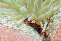 Fotografischer Beifang  Eigentlich hatte ich es auf die kleine Partnergarnele rechts im Bild abgesehen. Die mit rötlichen Algen auf ihrem Panzer gut getarnte Anemonenkrabbe entdeckte ich erst beim Anvisieren. Mit 22 ausgewachsenen Millimetern ist sie allerdings auch kaum größer als ein Eurostück!   Anemone Crab  (Mithraculus cinctimanus)   Anemonenkrabbe  in Giant Caribbean Sea Anemone  (Condylactis gigantea) : Anemone Crab, Mithraculus cinctimanus, Anemonenkrabbe, Giant Caribbean Sea Anemone, Condylactis gigantea