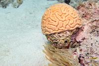 Hirni  Superhirn in seiner schönsten Form. Sogar die Größe haut hin...   Grooved Brain Coral  (Diploria labyrinthiformis)   Hirnkoralle : Grooved Brain Coral, Diploria labyrinthiformis, Hirnkoralle
