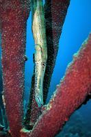 Ich bin ein Röhrenschwamm  Vergeblicher Versuch einer Tarnung   Trumpetfish  (Aulostomus maculatus)   Atlantik-Trompetenfisch : Trumpetfish, Aulostomus maculatus, Atlantik-Trompetenfisch