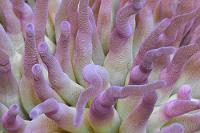 Medusa  Schwebt man so über den brandungsbewegten Tentakeln der bis 30 cm durchmessenden Riesenanemone, muß ich immer an eine SF-Geschichte Arthur C. Clarkes denken: "In den Fängen der Medusa", die allerdings in der Jupiteratmosphäre spielt. Ein bißchen was Außerirdisches hat sie aber schon ;-). Die Karibische Goldrose lebt in Symbiose mit sogenannten Zooxanthellen, Einzellern, die dem Tier photosynthetisch produzierte Nährstoffe zukommen lassen. Außerdem profitiert sie vom Zusammenleben mit Krebstierchen wie der Partnergarnele.   Giant Caribbean Sea Anemone  (Condylactis gigantea)   Karibische Goldrose : Giant Caribbean Sea Anemone, Condylactis gigantea, Karibische Goldrose
