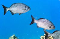 Nicht näher bestimmbar  Neben dem bis zu 60 cm großen Bermuda Ruderfisch gibt's auch noch einen 'Braunen Ruderfisch', der dem Erstgenannten aber bis auf ein paar – lediglich dem Ichthyologen bekannte – Merkmale stark ähnelt. Kann auch mit seinem Verwandten Freßgruppen bilden, die genauso schnell am Riff auftauchen, wie sie wieder weg sind...  Nachdem die Spezialisten von iNaturalist sie in Augenschein genommen haben, steht jetzt fest, es sind:    Brown Chub or Darkfin Sea Chub  (Kyphosus bigibbus)   Brauner Ruderfisch : Bermuda Sea Chub, Kyphosus sectatrix, Bermuda Ruderfisch