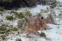 Nur Sekunden später...  ...hat er uns bemerkt, läßt von seiner Futtersuche ab und wechselt schlagartig die Farbe von leuchtendem Rot zu einem eher unauffälligen Farbton. Vielleicht weiß er, dass seinesgleichen – dann aber eher ausgewachsen von bis zu 90 cm Körperlänge – als ausgesprochen wohlschmeckender Speisefisch gilt...   Hogfish  (Lachnolaimus maximus)   Eber-Lippfisch : Hogfish, Lachnolaimus maximus, Eber-Lippfisch