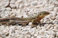 Racerunner female  Sonnenhungrig wie alle Echsen.   Whiptail Lizard  (Cnemidophorus murinus)  female  Rennechse : Whiptail Lizard, Cnemidophorus murinus, Rennechse