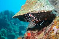 Reinigungskraft  Die großen Scheren sitzen erst an dem dritten der fünf Gliederpaare. Auch das erste und zweite Gliederpaar weist Scheren auf, diese sind aber erheblich kleiner. Die meist paarweise auftretenden Krebse sind damit bestens gerüstet für ihre Profession als Putzergarnelen. Die Gebänderte Scherengarnele lebt rund um die Welt in allen tropischen Meeren. Auch beim Tauchen in Sulawesi haben wir sie zahlreich vorgefunden.   Banded Coral Shrimp  (Stenophus hispidus)   Gebänderte Scherengarnele : Banded Coral Shrimp, Stenophus hispidus, Gebänderte Scherengarnele