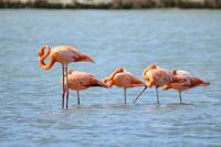 Siesta  Verschnarchtes Ensemble in der Salzlagune bei Sint Willibrordus.   Caribbean Flamingo  (Phoenicopterus ruber ruber)   Roter Flamingo, Kubaflamingo : Caribbean Flamingo, Phoenicopterus ruber ruber, Roter Flamingo, Kubaflamingo