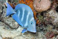 Spätblau  Bis zu einer Länge von 10 cm sind die Jungtiere von gelber Farbe. Erst dann färben sie sich zu einem tiefen Blau um – lediglich die Hornklinge an der Schwanzwurzel bleibt von einem leuchtenden Gelb. Dieser Fisch verfügt zudem über  ausgeprägte Querstreifen . Mag sein, dass dies am Blitzlicht bei der Nachtaufnahme liegt. Tagsüber sind die Streifen wesentlich blasser.   Blue Tang  (Acanthurus coeruleus)   Blauer Doktorfisch : Blue Tang, Acanthurus coeruleus, Blauer Doktorfisch