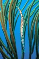 Täuschend echt...  ...und in der Strauchgorgonie vermeintlich gut getarnt, versucht dieser Trompetenfisch einen 'auf Pflanze' zu machen. Nicht mit uns! Wer genau hinschaut, erkennt an der Unterseite des Mauls eine einzelne Bartel. Der Fisch gründelt aber weniger, sondern saugt sich seine Beute – kleine Fischchen und Krebstiere – durch das schnelle Öffnen seines Mauls in den Schlund.   Trumpetfish  (Aulostomus maculatus)   Atlantik-Trompetenfisch : Trumpetfish, Aulostomus maculatus, Atlantik-Trompetenfisch