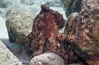 Ungesellig  Meist allein und fern von Artgenossen lebt dieser Riffkrake vornehmlich in dunklen Löchern und Höhlen des Korallenriffs. Seine hohe, für Cephalopoden typische Intelligenz zeigt sich darin, dass er sich Standorte von Freßfeinden merkt und sie zukünftig vermeidet, sowie in Tarntechniken unter Verwendung von Algen und Kokosnüssen, die sich die Artgenossen untereinander abschauen. Erst kürzlich hat man festgestellt, dass der als  Octopus vulgaris  bezeichnete karibische Krake genetisch identisch ist mit der bislang vermeintlich ausschließlich vor brasilianischen Küsten anzutreffenden Unterart  Octopus insularis , die sich durch einen größeren, bauchigeren Mantel und ein rotes, netzartiges Muster auf der Unterseite der Tentakel von  O. vulgaris  unterscheidet. Außerdem ist  O. insularis  im Gegensatz zu  O. vulgaris  vornehmlich tagaktiv.   Brazil reef octopus  (Octopus insularis)   Brasilianischer Riffkrake : Caribbean Reef Octopus, Octopus briareus, Karibischer Riffkrake