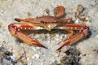 Wusch und weg  Gerade mal einen Schuß hat mir diese Schwimmkrabbe zugebilligt und schon war sie im umliegenden Dunkel verschwunden. Keine Chance, sie auch noch mit den zwei großen, namensgebenden Pfauenaugen auf dem Panzer abzulichten.   Ocellate Swimming Crab  (Portunus sebae, syn. Achelous sebae)  Pfauenaugen-Schwimmkrabbe Night dive : Ocellate Swimming Crab,ortunus sebae, Achelous sebae, Pfauenaugen-Schwimmkrabbe