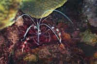 Zehnfußkrebs  Ein Zehnfußkrebs, der sich von anderen Vertretern seiner Art dadurch unterscheidet, dass seine gebänderten Scheren nicht am ersten der fünf Beinpaare, sondern am dritten ausgebildet sind. Die Garnele lebt meist paarweise in kleinen Höhlen, betätigt sich hauptsächlich als Fischputzer und ist eine Herausforderung für den Fotografen, sie bei all dem Antennengewusel durchgängig scharf auf den Sensor zu bannen :-/.   Banded Coral Shrimp  (Stenophus hispidus)   Gebänderte Scherengarnele : Banded Coral Shrimp, Stenophus hispidus, Gebänderte Scherengarnele
