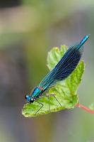 Gebänderte Prachtlibelle männlich  Anhand der "gebänderten" Blaufärbung der Flügel ist diese männliche Prachtlibelle eindeutig zuzuordnen. Beim Weibchen ist es nicht so einfach.   Gebänderte Prachtlibelle   (Calopteryx splendens) , männlich