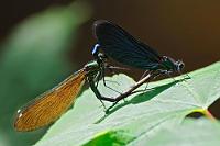 Liebe im Gegenlicht  Ich kann auch richtig scharfen Sex ;-) Blauflügel-Prachtlibelle  (Calopteryx virgo)