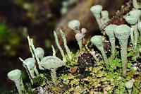 Wie im Trompetenwald von Epsilon Eridani VI...  ...würde ich mir als Käfer in diesem Trompetenwald vorkommen ;o)  Waldspaziergang Sachsenwald   Trompetenflechte  (Cladonia fimbriata)
