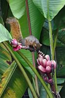Sind die schon reif?  Nicht nur Vögel zeigen sich auf der Lichtung. Auch ein Rotschwanzhörnchen taucht am Waldrand auf und bietet zusammen mit den hübschen rosa Bananen ein unwiderstehliches Motiv.  Red-tailed Squirrel  (Sciurus granatensis manavi)  Rotschwanzhörnchen Pink Velvet Banana  (Musa velutina)  Rosa Zwergbanane : mindo, pichincha, red-tailed squirrel, sciurus granatensis manavi, rotschwanzhörnchen, pink velvet banana, musa velutina, rosa zwergbanane