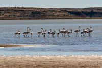 Bird's Paradise  Auf dem unbefestigten Rundweg des Parks bekommen wir erstmals die Gelegenheit, den Vierradantrieb zuzuschalten. Wir erreichen einen Aussichtspunkt namens Bird's Paradise, welcher über ein großzügiges, sichtschützendes Beobachtungshäuschen verfügt. Leider befindet sich aufgrund des niedrigen Wasserstandes ein ca. 1 km breiter trockengefallener Strandstreifen zwischen uns und dem Seeufer, so dass eine Vogelbeobachtung selbst mit Teleskopen schwierig wäre.    Greater Flamingo  (Phoenicopterus roseus)  Rosaflamingo