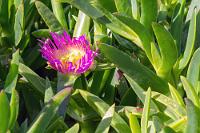 Gelbe Mittagsblume  Schon in Portugal haben wir die auch "Gelbe Mittagsblume" genannte Pflanze mit den fleischigen, dreieckigen Blättern großflächig wild auf den Klippen sprießen sehen. Erst hier lernen wir, dass es sie auch mit violetten Blüten gibt, sie ursprünglich aus Südafrika stammt und in Europa als Neophyt gilt, der den Boden auslaugt und anderen Bewuchs verdrängt.  Positiv muß aber vermerkt werden, dass dem Blättersaft desinfizierende und schmerzstillende Eigenschaften zugesprochen werden, so dass die "Hottentottenfeige" (was für ein 'unwoker' Name – gleich canceln!) in früheren Zeiten als Heilpflanze galt.   Natal Sourfig  (Carpobrotus edulis)  Essbare Mittagsblume, Eisblume, Pferdefeige, Hottentottenfeige od. Hexenfinger