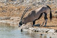 Schwänzchen in die Höh...  Wir beobachten die Oryx Antilope bei ihrer interessanten Kniebeuge zwecks leichteren Trinkens und amüsieren uns über das gleichzeitige "Schwänzchen in die Höh" bei Antilope und Ente.   (South african) Oryx  (Oryx gazella)  Oryx Antilope, Spießbock oder Gemsbock