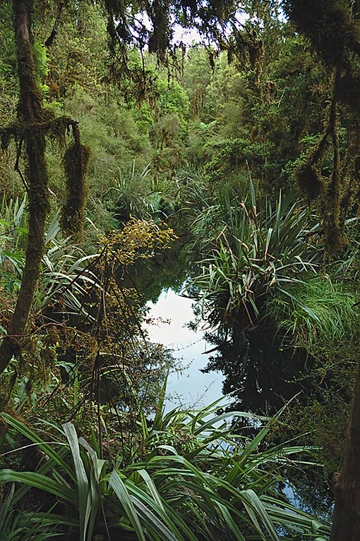 New Zealand Jungle