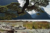 Südbuche  Der Bildtitel soll eigentlich nur geschickt davon ablenken, dass es hier ausschließlich um die meistfotografierte Erhebung Neuseelands geht: den 1692m hohen Mitre Peak (Bischofshut) – DAS Highlight am Milford Sound! : milford road, te anau, milford sound, fiordland, mitre peak