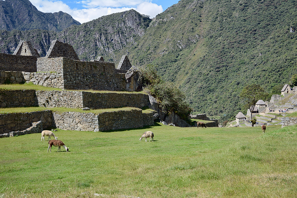 Machu Picchu #15