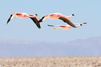 Das Salzsee Geschwader  Okay, Rangabzeichen wird man bei ihnen nicht finden. Wer aber so schön in Formation fliegt und eine solch farbenprächtige Uniform trägt wie diese Chileflamingos muß sich solche Vergleiche schon mal gefallen lassen.  Chileflamingos  (Phoenicopterus chilensis)  sind neben den Andenflamingos und den selteneren James-Flamingos die auffälligsten Bewohner der hochgelegenen Seen und Salzmarschen in Peru, Bolivien und Chile. Diese drei wurden am Salar de Atacama aufgenommen.