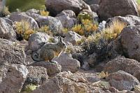 Hasenmaus  Der eher an den Kosenamen der Ehefrau erinnernde Artname der Bergvizcachas gehört einer zu den Chinchillas gezählten Nagetierart, die im gesamten südamerikanischen Andengebiet zu Hause ist. Ob es sich von den vier verschiedenen Unterarten bei diesem in fast 5000 m Höhe angetroffenen Tier um die Peruanische Hasenmaus  (Lagidium peruanum) , oder um die Cuvier-Hasenmaus  (L. viscacia)  handelt, können wir nicht sagen, da uns die einzelnen Exemplare nicht dichter als zwanzig Meter heran ließen. In Verbindung mit dem qualitativ grenzwertigen 300 mm Nikon Reisezoom eine echte fotografische Herausforderung, die hier leider nur unvollkommen gemeistert werden konnte...