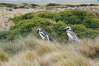 In der Brutpause  Gelegentlich watscheln die 70 cm 'kleinen' Pinguine in lockeren Grüppchen zum steinigen Strand hin und bilden dort aufgeregt und lautstark diskutierende Cliquen oder frönen ihrem Badespaß auf und zwischen den glattgeschliffenen Steinen in der Uferbrandung. Nur in den Sommermonaten treffen die Tiere zum Nisten in zwei patagonischen Brutkolonien zusammen, bis sie ab März im Ozean verschwinden, um Ende Oktober wieder an Land zu kommen.