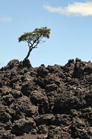 Jetzt erst recht!  Als einer der aktivsten Vulkane Chiles ist der Llaima umgeben von einem riesigen Auswurfgebiet aus Asche und Lava. Seit 1852 wurden 37 Eruptionen registriert – bei der letzten am 1. Januar 2008 mußten sogar 150 Touristen aus dem Gefahrenbereich im Parque Nacional Conguillío evakuiert werden. Verblüffend, dass es trotz der hohen Ausbruchshäufigkeit doch immer wieder ein paar Pflanzen gibt, die zwischen den scharfkantigen Lavabrocken Platz zum Wurzeln gefunden haben.