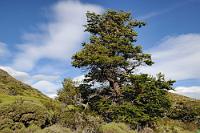 Lenga  Viele Bäume gibt es nicht mehr im NP Torres del Paine. Die wenigen Wäldchen werden hauptsächlich aus den weltweit letzten Beständen einer Scheinbuchenart gebildet, der Lenga-Südbuche  (Nothofagus pumilio) , von der hier ein wahres Prachtexemplar steht.  Wie überall sind die Scheinbuchen von starker Abholzung bedroht und wo's nicht die Axt ist, die zuschlägt, sind es meist durch Unachtsamkeit ausgelöste Feuer wie zum Jahreswechsel 2011/12, die den letzten Exemplaren dieser urtümlichen Gewächse zu schaffen machen. Verwandte dieser Bäume finden sich nur noch in kleinen Gebieten Australiens und in Neuseeland.