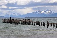 Mit einem letzten Blick...  ...auf eine der wohl meistfotografierten Bohlenreihen der Welt, die kormoranbesiedelt vor Puerto Natales in den Fjord reicht, verabschieden wir uns aus einer urwüchsigen Landschaft. Noch eine Übernachtung in der kleinen Pension, in der wir schon auf dem Hinweg untergebracht waren und dann geht's zurück durch 250 km flache Pampa nach Punta Arenas.   Unbeschreiblich schöne und beeindruckende Bilder haben wir in den letzten vier Wochen nicht nur auf den Speicherkarten unserer Kameras gesammelt, sondern auch in unseren Köpfen! Bilder, von denen man lange zehren kann, wenn einen zu Hause der Alltag wieder einholt.