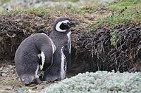 Vor dem Nest  Wer von Punta Arenas kommend (nahezu unvermeidlich...) auf dem Weg zum Torres del Paine ist, sollte ein wenig Zeit für die Pinguin Kolonie am Seno Otway aufwenden. 70 km 'Umweg', die sich lohnen, denn man hat gute Chancen, den brütenden Eltern von gut ausgebauten Wegen aus in die Bruthöhlen zu schauen, die sich in natürlichen Auswaschungen innerhalb eines weitläufigen Wiesengeländes befinden.