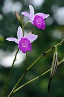 Bambus Orchidee  Diese relativ häufig in Mittelmerika anzutreffende Orchidee ist eigentlich ein Einwanderer aus Südostasien. Die Pflanze bildet 2-3 m hohe Gebüsche aus langen, gleichförmigen Stengeln, die sich erst im oberen Bereich verzweigen und mit lanzettartigen Blättern besetzt sind. Der Blütenstand ist traubenförmig mit bis zu 12-15 Knospen, die sich aber nie gleichzeitig öffnen, sondern nacheinander mit jeweils nur 2-3 Blüten. So treten – wie hier – Blüten und Früchte gleichzeitig in der Traube auf. Die Wuchsform der Pflanze ist in ihrer lateinischen Bezeichnung Arundina (Schilf) und graminifolia (grasblättrig) beschrieben und erinnert entfernt an Bambus. Sie kommt bevorzugt an warmen, feuchten Standorten bis auf 1200 m Höhe vor.   Bamboo Orchid  (Arundina graminifolia)   2013