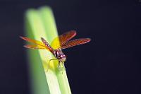 Bernsteinflügel  Außer Kolibris hat Costa Rica noch andere 'fliegende Juwelen' vorzuweisen.   Pallid Amberwing  (Perithemis mooma)  male  2013