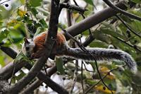 Costa-Rica-Hörni  Die Bunthörnchen sind eine von sechs verschiedenen Arten in Costa Rica lebender Hörnchen – und die häufigste! Mit einer Gesamtgröße von 60-70 cm sind sie ein ganzes Stückchen größer als unsere heimischen Tiere und mit bis zu 900 gr auch erheblich schwerer (da mir beim Anstehen zum Buffet schon einmal das Haushörnchen unangekündigt von einem überhängenden Ast in den Nacken gesprungen ist, kann ich das bestätigen ;-)). Die Fellzeichnung ist sehr variabel, so dass u.a. der durchgängige Rückenstreifen einen Ton aus dem gesamten Grau-Spektrum von Schwarz bis Weiß aufweisen kann.  Hörni ist ein tagaktives Tier, welches einzelgängerisch lebt und ein Revier von zwei bis drei Hektar beansprucht. Wegen der tropischen Temperaturen hält es keinen Winterschlaf, sondern ist im Winterhalbjahr nur etwas weniger aktiv. Es ernährt sich von Früchten, Nüssen und Sämereien und steht seinerseits auf dem Speiseplan von Rotfüchsen, Greifvögeln und Mardern, denen es als erwachsenes Tier aber wegen seiner ständigen Aufmerksamkeit und Flinkheit eher selten zum Opfer fällt.   Variegated Squirrel  (Sciurus variegatoides dorsalis)   Bunthörnchen, Schwarzgraues Veränderliches Hörnchen, Mittelamerikanisches Hörnchen od. Costa-Rica-Hörnchen  2008