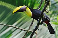 Einer muß noch...  Ohne lange Erklärungen, da zu diesem Vogel bereits alles gesagt worden ist (z.B., dass er trotz seiner Spechtverwandtschaft keine Löcher in Stämme hämmert ;-)). Im Archiv schlummern aber noch ein paar Fotos, die sich zum Abschluß meiner Costa Rica-Serie durchaus noch lohnen – also raus damit...   Chestnut-mandibled Toucan od. Swainson's Toucan  (Ramphastos [ambiguus] swainsonii)   Swainson-Tukan, Braunrückentukan od. Goldkehltukan  2013