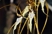 Epiphyten Orchidee  Diese Orchidee wächst auf moosbewachsenen Bäumen im mittelamerikanischen Raum bis hinunter nach Peru    (Brassia arcuigera)   2013