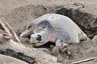 Erschöpft  Schon bei der nächtlichen Eiablage am Playa Ostional verausgaben sich die weiblichen Oliv-Bastardschildkröten bis zur Erschöpfung. Zuerst einmal der anstrengende Anstieg auf den Strand, bei dem es nicht damit getan ist, ein paar Meter aus dem Wasser zu kommen. Es gilt vielmehr, trotz zu überwindender Hindernisse wie Treibholz u.ä. die höher liegenden Uferregionen zu erreichen, in denen das Gelege davor gefeit ist, mit der nächsten Flut davon geschwemmt zu werden. Hat die Schildkröte das geschafft, beginnt sie mit den Hinterflossen ein Loch zu graben, in welches die Eier abgelegt werden. Nach dieser Prozedur bleibt das Tier – wie auf diesem Foto – erschöpft liegen, bevor es das Gelege mit den Flossen zuschaufelt. Die letzten Kräfte werden dann für den Rückweg ins Meer mobilisiert – ein Vorgang, welcher den Weibchen schon in der Kühle der Nacht alles abfordert.  Bei dieser von uns am hellichten Tag beobachteten Mini-'Arribada' von 10-12 Tieren am Playa Camaronal waren zwei Tiere wegen der dörrenden Sonne aber dermaßen ausgepowert, dass sie auf halber Strecke zum Wasser völlig entkräftet liegen blieben und keine Flosse mehr rührten. Das von uns mittels zweier im Schwemmholz gefundener PET-Flaschen herbeigeschaffte und über ihnen entleerte Meerwasser reichte ihnen glücklicherweise, noch die letzten Reserven bis zur Wasserkante zu mobilisieren – auch Müll kann sich gelegentlich als segensreich erweisen!   Olive Ridley Sea Turtle  (Lepidochelys olivacea)   Oliv-Bastardschildkröte  2008