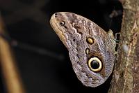 Eulenauge  Den englischen Namen trägt dieser meist mit geschlossenen Flügeln an Baumstämmen sitzende Tagfalter unübersehbar aufgrund des detailliert ausgebildeten Augenmusters auf der Flügelunterseite. Entscheidender für die Tarnung ist aber das umgebende Rindenmuster, welches den mit bis zu 13 cm Spannweite ausgestatteten Schmetterling für Freßfeinde nahezu unsichtbar macht. Oft mit dem ebenfalls sehr großen und mit einer braunen Unterseite ähnlich gefärbten Morphofalter verwechselt, besitzt Caligo aber nicht dessen leuchtend blaue Innenfärbung, sondern ist mit einem dunklen Braunviolett eher unauffällig.  Die Banane, von der sich die Raupen des Bananenfalters mit Vorliebe ernähren, wurde erst von den Europäern nach Amerika eingeführt. In Plantagen gelten sie aufgrund des mitunter massenhaften Auftretens als Schädlinge, zudem scheinen die Blätter der Banane einen vorteilhaften Effekt auf das Wachstum der Raupen zu haben, da diese sich hier schneller als an Helikonien und Pfeilwurzgewächsen, ihren ursprünglichen Nahrungspflanzen, entwickeln. Die genaue Ursache kennt man nicht – man vermutet, dass der geringere Stickstoffgehalt der Helikonien dafür verantwortlich ist.  Zur Gattung  Caligo  zählen 20 verschiedene Arten. Eine weitere gibt es  hier  zu sehen.   Forest Giant Owl  (Caligo eurilochus)   Bananenfalter  2013