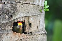 Hausputz  Hier herrscht Gleichberechtigung: Das Männchen beim Großreinemachen erwischt!  Sein karibischer Verwandter ist der ganz ähnlich gefärbte  Schläfenfleckspecht .   Golden-naped Woodpecker  (Melanerpes chrysauchen)  male  Buntkopfspecht  2013