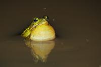 Herr der Fliegen  Sitzt wie Pascha im Tümpel und produziert beim Quaken Wellenringe (Nachtaufnahme)   Green Climbing Toad  (Bufo coniferus)   2013